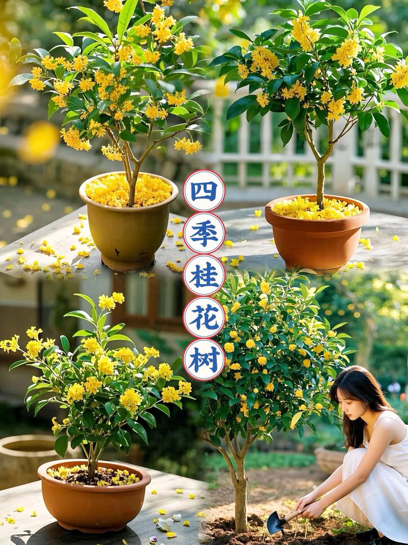 家中种桂花好吗?园艺专家详解桂花家庭养护要点与风水寓意 三、桂花家庭养护核心要点