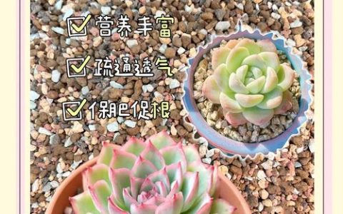 多肉小苗上盆全流程：从脱土到定根的6个量化标准