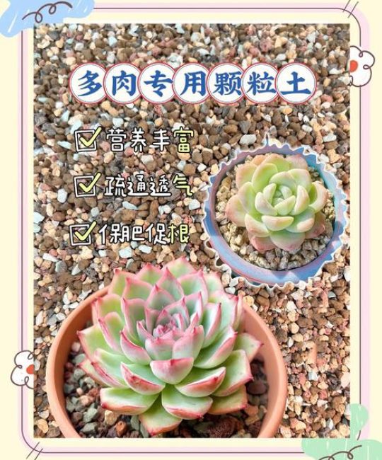 多肉小苗上盆全流程：从脱土到定根的6个量化标准
