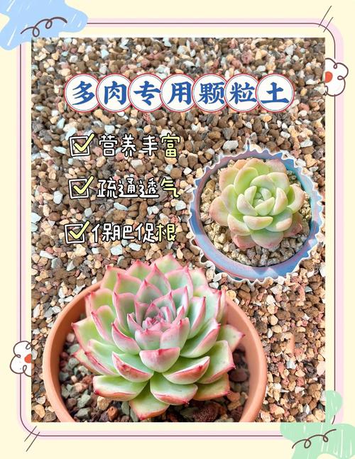 多肉小苗上盆全流程:从脱土到定根的6个量化标准 一次结论:多肉小苗上盆后,从脱土到根系完全服盆需要4-6周,期间需严格控制水分与光照,执行标准的10-15天缓苗期,方可确保成活率。