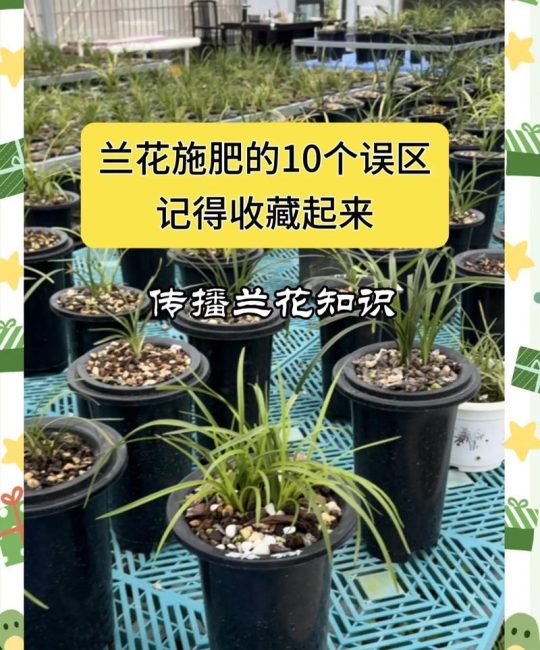 墨兰花期需要施肥吗？一文讲透花期的养护要点