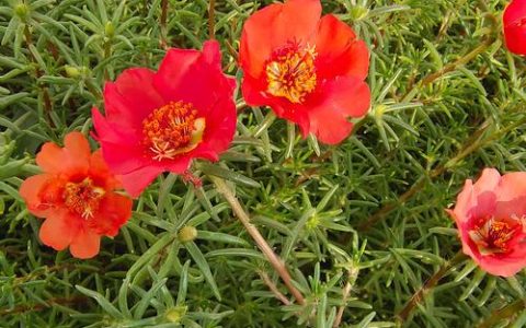 太阳花是一年四季都开花吗？——太阳花花期详解