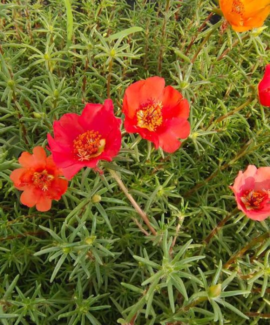 太阳花是一年四季都开花吗？——太阳花花期详解