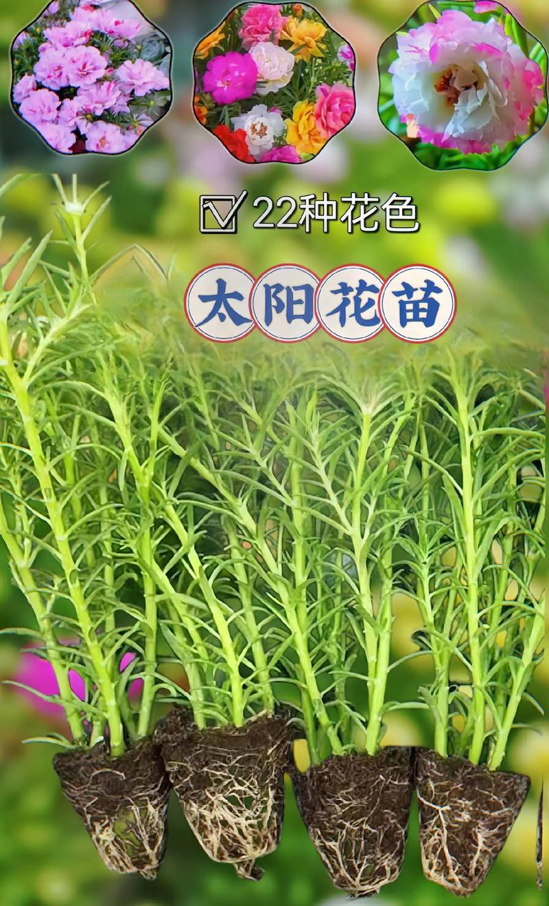 太阳花是一年四季都开花吗?——太阳花花期详解 不开花 / 开花少的原因诊断与解决