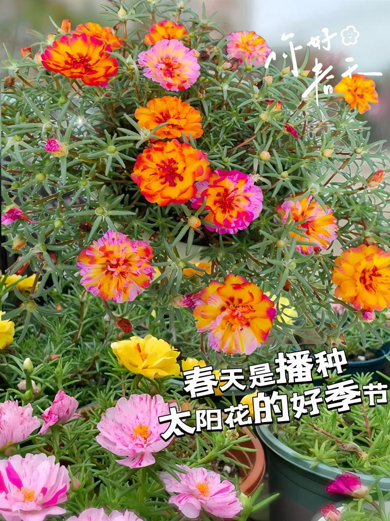 太阳花是一年四季都开花吗?——太阳花花期详解 FAQ(常见问题)