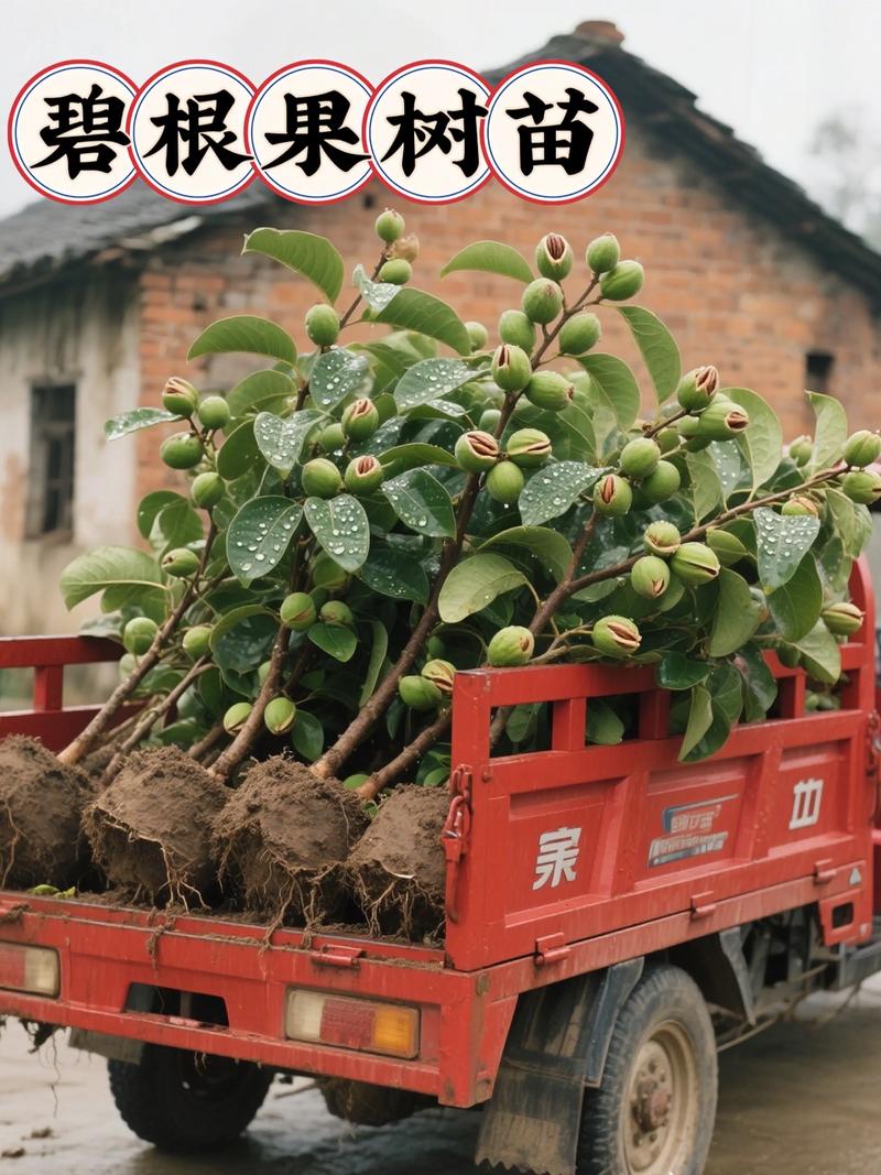 碧根果苗培育全攻略:嫁接技术、种植要点与苗木采购指南 碧根果需配置授粉树,建议8:1比例