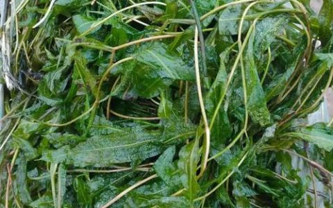 沉水植物是什么？一文读懂水下森林的生态功能与养护技巧