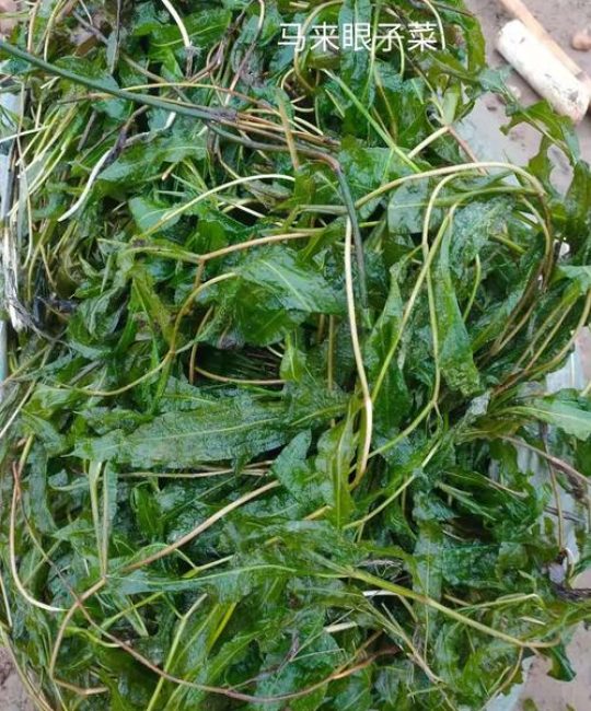 沉水植物是什么？一文读懂水下森林的生态功能与养护技巧