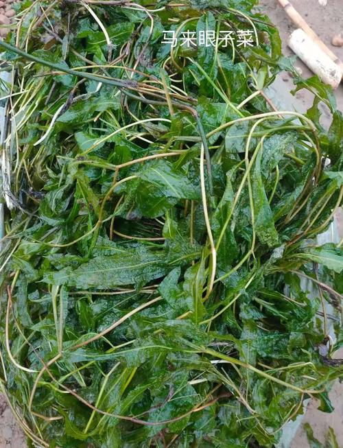 沉水植物是什么?一文读懂水下森林的生态功能与养护技巧 沉水植物是什么?一文读懂水下森林的生态功能与养护技巧