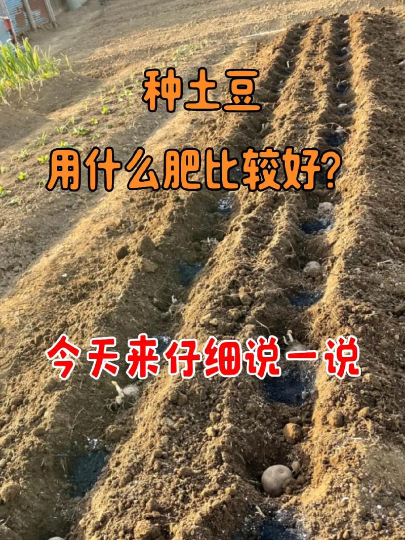 三、菜籽饼种土豆的三大风险（必须警惕！）