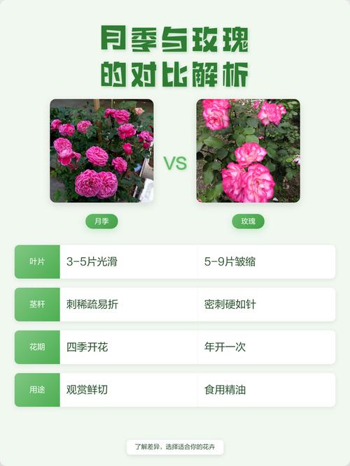玫瑰花和月季花有什么不同点 养护难度对比