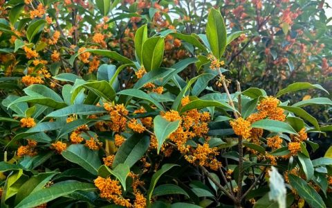 李清照《鹧鸪天·桂花》全诗赏析与解读