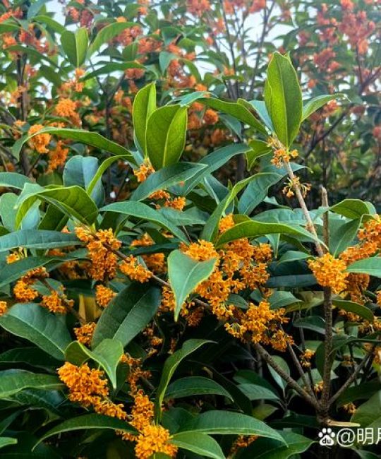 李清照《鹧鸪天·桂花》全诗赏析与解读