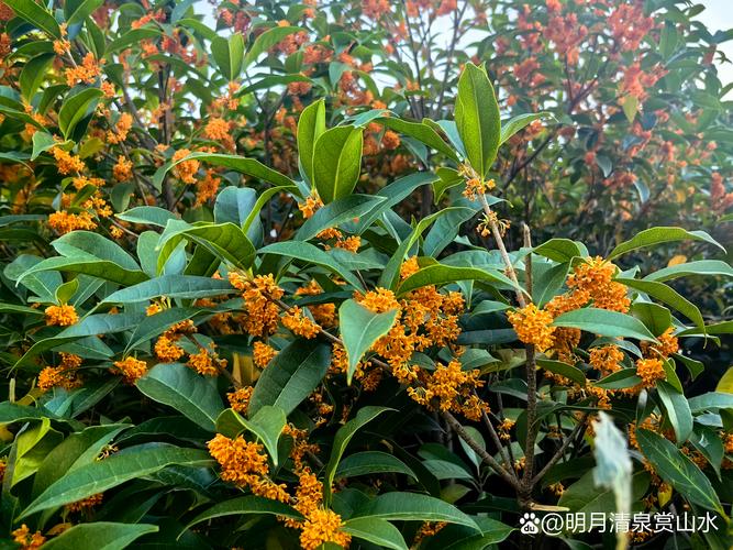 李清照《鹧鸪天·桂花》全诗赏析与解读 李清照《鹧鸪天·桂花》全诗赏析与解读