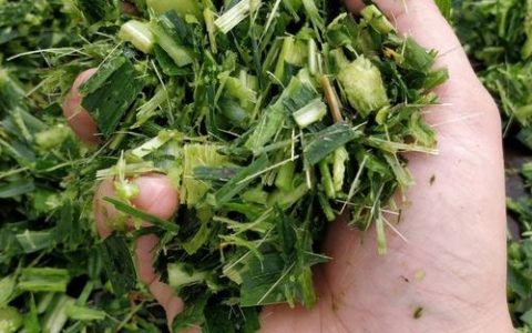 皇竹草怎么青贮？掌握这4个关键步骤，发酵成功率高营养损失少