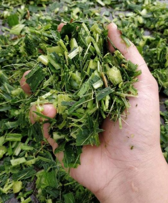 皇竹草怎么青贮？掌握这4个关键步骤，发酵成功率高营养损失少