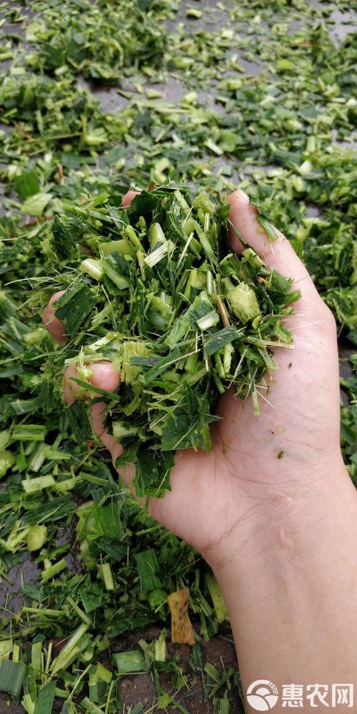 皇竹草怎么青贮?掌握这4个关键步骤,发酵成功率高营养损失少 第一步:选准收割时机