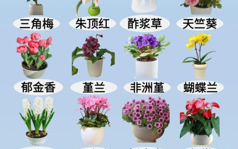 种子花卉购买渠道全攻略：避开假种劣种，选对靠谱供应商