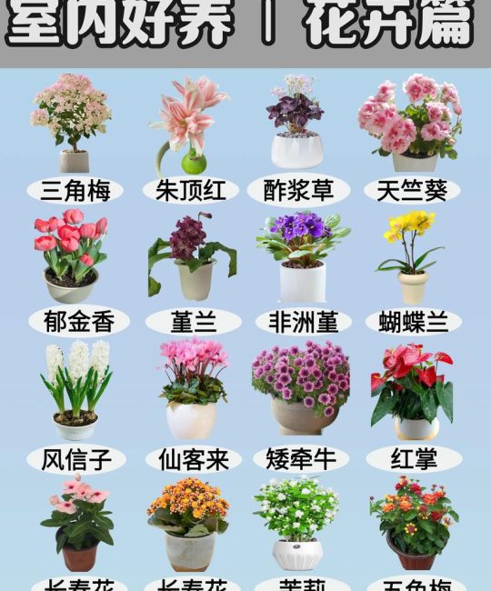 种子花卉购买渠道全攻略：避开假种劣种，选对靠谱供应商