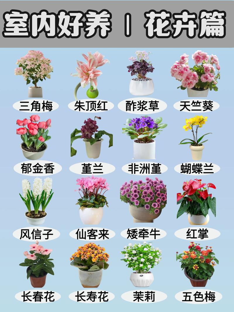 种子花卉购买渠道全攻略:避开假种劣种,选对靠谱供应商 种子花卉该从哪里买?