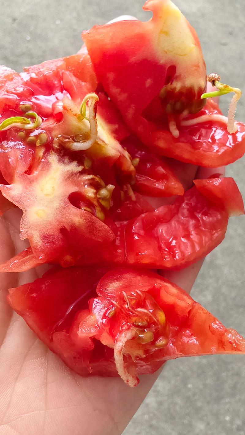 西红柿发芽了还能吃吗? 常见错误与误区