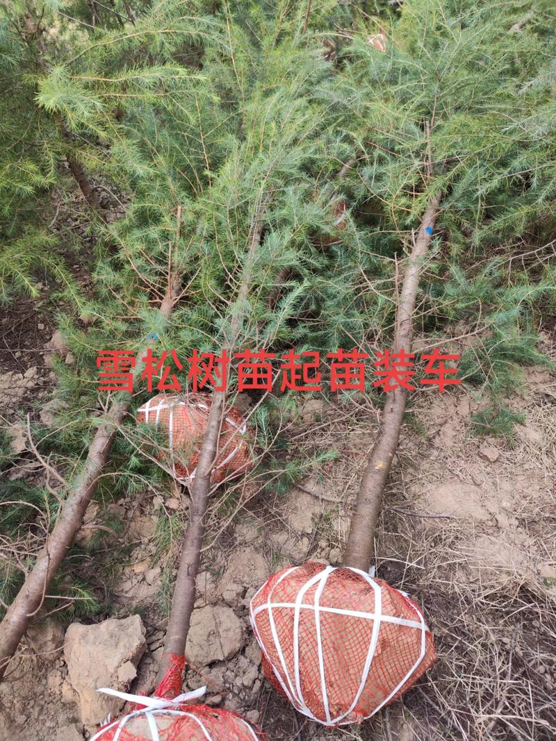 雪松苗怎么样?适合种吗,值不值得入手 六、雪松苗怎么样,适不适合你