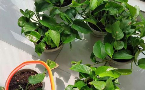 阳台绿植哪些好养？5种低维护品种推荐及养护指南