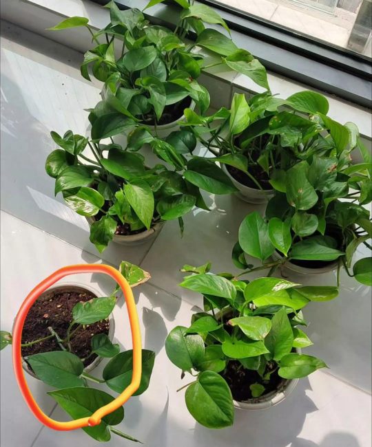阳台绿植哪些好养？5种低维护品种推荐及养护指南