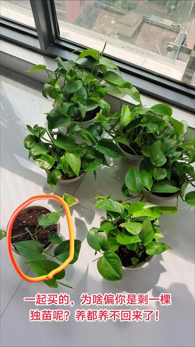 阳台绿植哪些好养?5种低维护品种推荐及养护指南 阳台绿植哪些好养?5种低维护品种推荐及养护指南