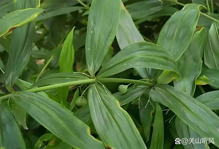 老虎姜(黄精)种子怎么种植?从选种到出苗的完整技术指南 三、种子播前处理