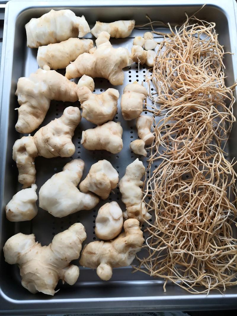 老虎姜(黄精)种子怎么种植?从选种到出苗的完整技术指南 四、播种深度与密度
