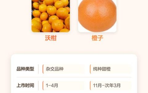 橙子和沃柑有什么区别？6维度深度对比与选购指南