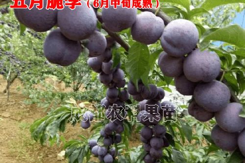 五月脆李苗多少钱?2025年最新价格参考与影响因素解析 价格影响因素一览表