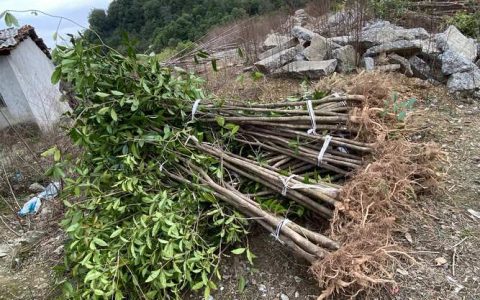 丹桂树苗多少钱一株？2025年最新价格参考与影响因素全解析