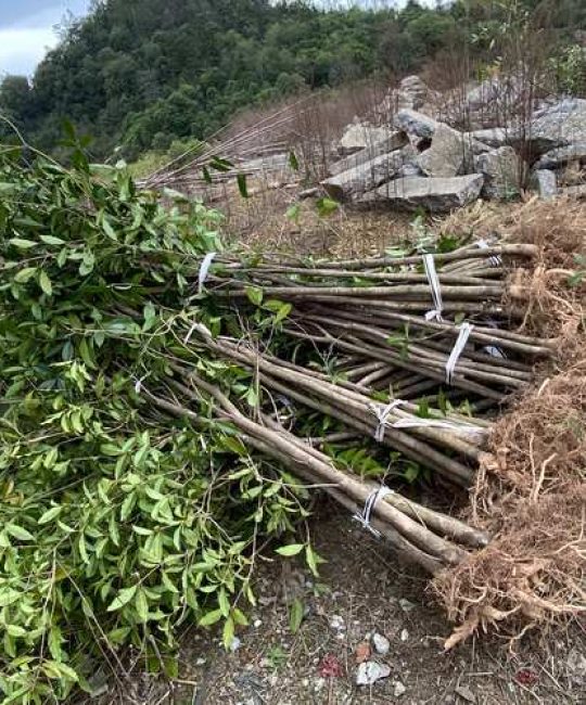 丹桂树苗多少钱一株？2025年最新价格参考与影响因素全解析