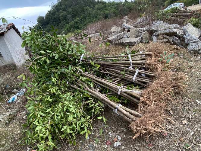 丹桂树苗多少钱一株?2025年最新价格参考与影响因素全解析 价格快速参考