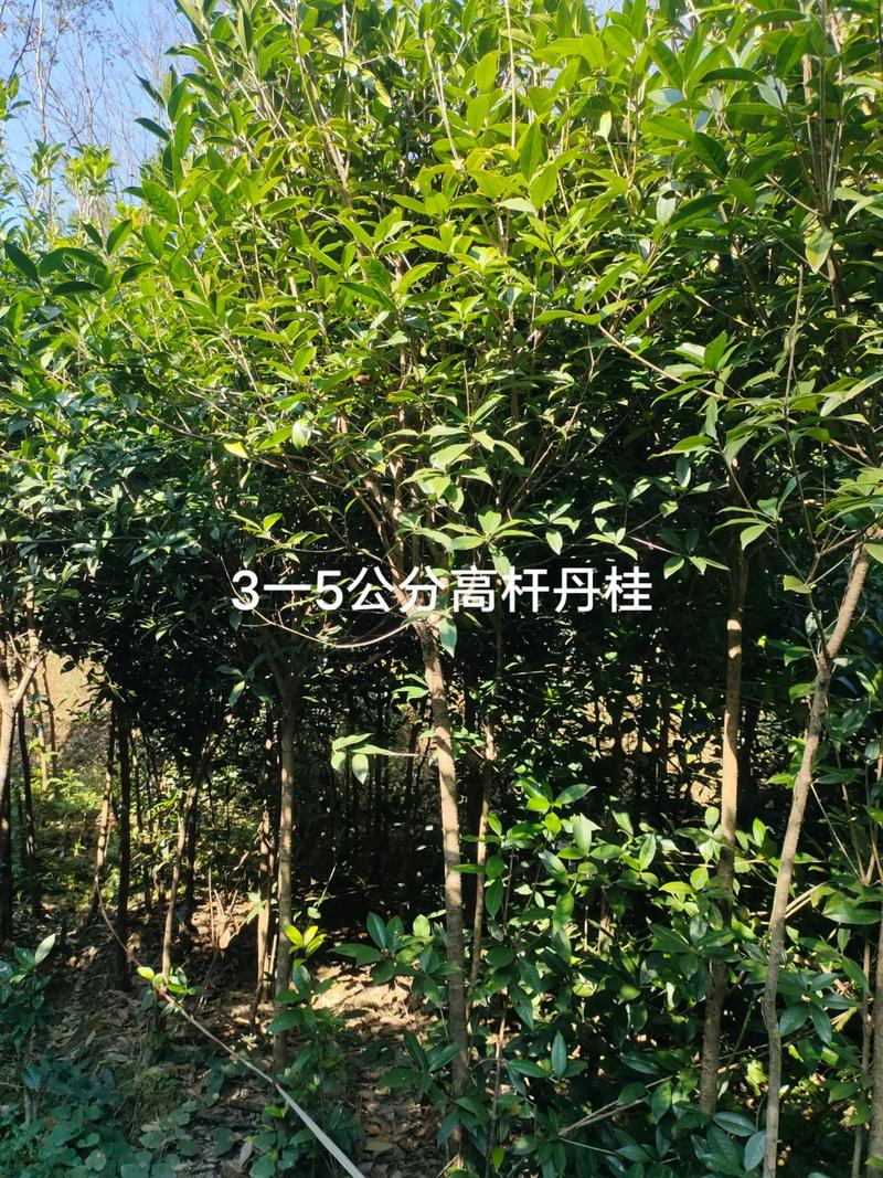 丹桂树苗多少钱一株?2025年最新价格参考与影响因素全解析 规格:决定价格的第一维度