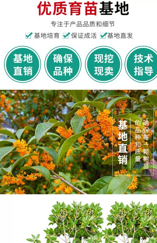 丹桂树苗多少钱一株?2025年最新价格参考与影响因素全解析 季节:春秋两季最便宜,夏季最贵