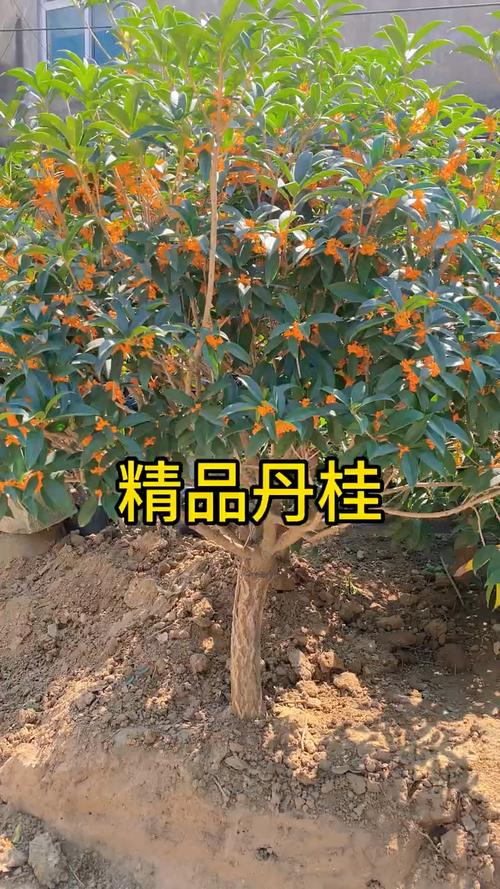丹桂树苗多少钱一株?2025年最新价格参考与影响因素全解析 咨询指南:如何获取精确报价?
