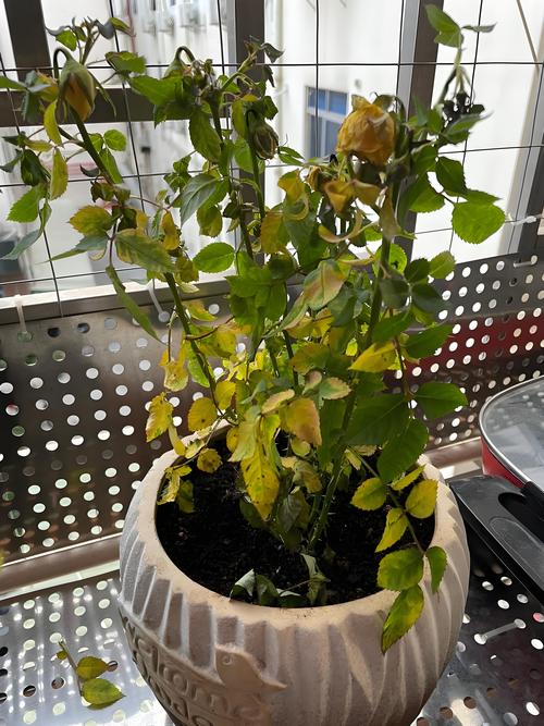 月季花叶子突然枯萎是怎么回事?一份逐项排查与急救指南 月季花叶子突然枯萎是怎么回事?一份逐项排查与急救指南