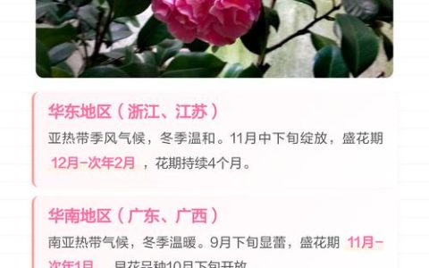 山茶花哪个季节开花？盛花期、品种差异与全年养护全攻略