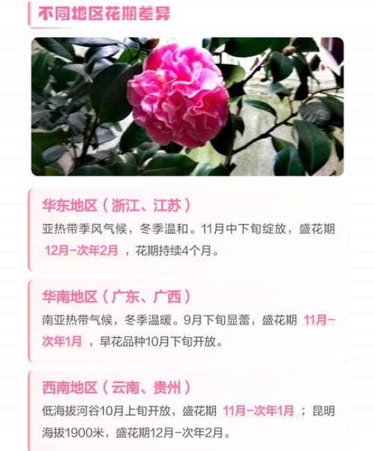 山茶花哪个季节开花？盛花期、品种差异与全年养护全攻略