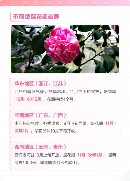 山茶花哪个季节开花?盛花期、品种差异与全年养护全攻略 品种基础档案