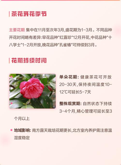 山茶花哪个季节开花?盛花期、品种差异与全年养护全攻略 光照与水肥精准方案