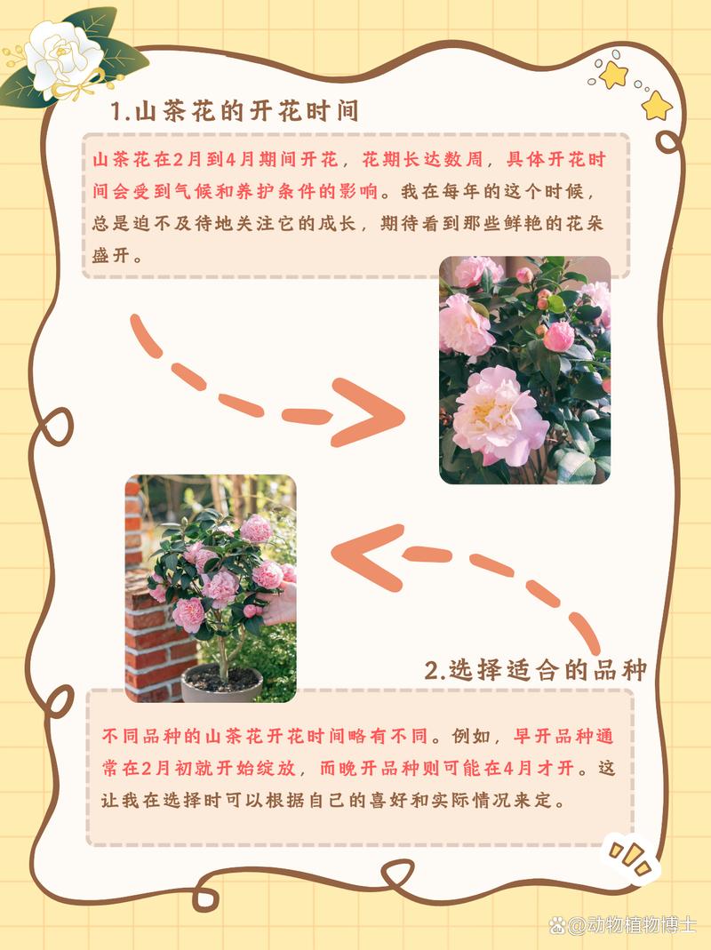 山茶花哪个季节开花?盛花期、品种差异与全年养护全攻略 越冬与越夏管理