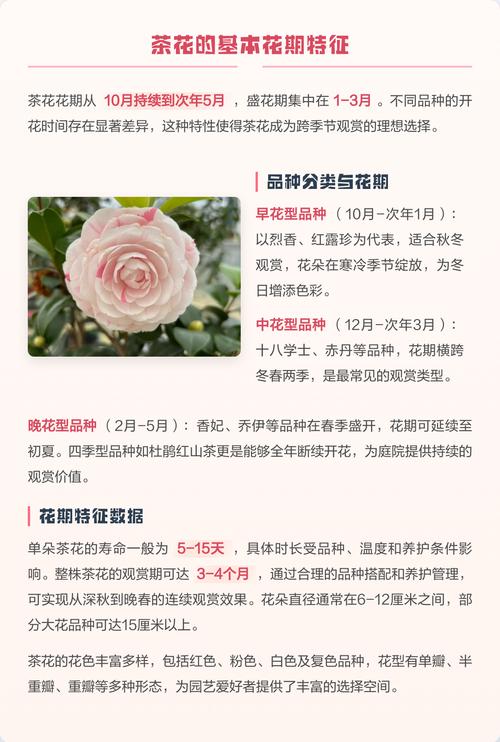 山茶花哪个季节开花?盛花期、品种差异与全年养护全攻略 修剪促花系统指导