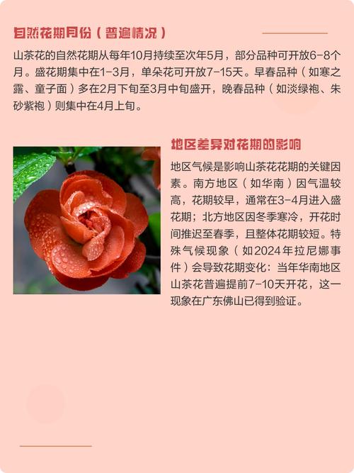 山茶花哪个季节开花?盛花期、品种差异与全年养护全攻略 常见问题(FAQ)