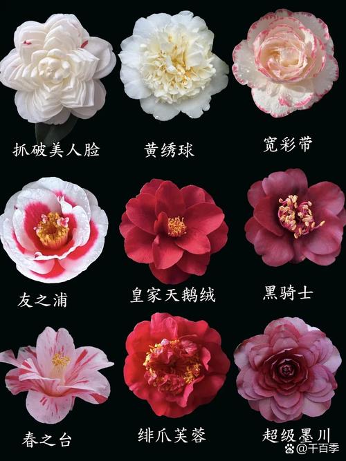 山茶花哪个季节开花?盛花期、品种差异与全年养护全攻略 常见误区与纠正