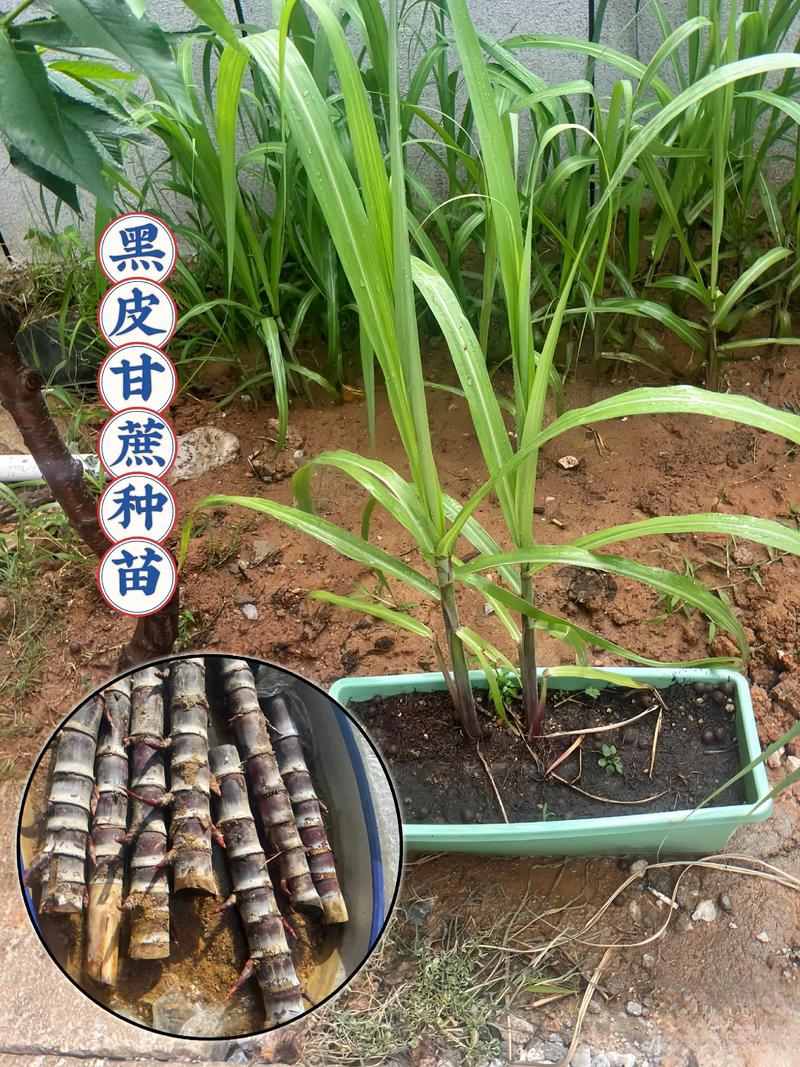 甘蔗苗怎么种?从选种到成活的完整技术指南(附7步操作参数) 3. 栽前处理(种茎处理)