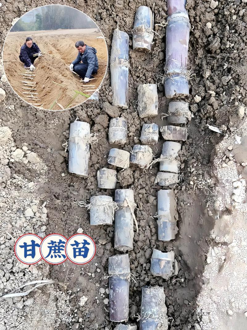 甘蔗苗怎么种?从选种到成活的完整技术指南(附7步操作参数) 4. 栽植深度